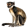 Deine Geschichte mit Grüne Meerkatze
